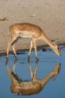 A female impala-Aepyceros melampus-drinking from a waterhole Kalahari-Botswana Art Print